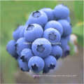 Mulberry Extract, Blueberry Extract, Cranberry Extract & Bilberry Extract